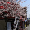 桜とおみやげ屋さん