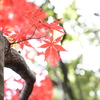 もみじ手裏剣