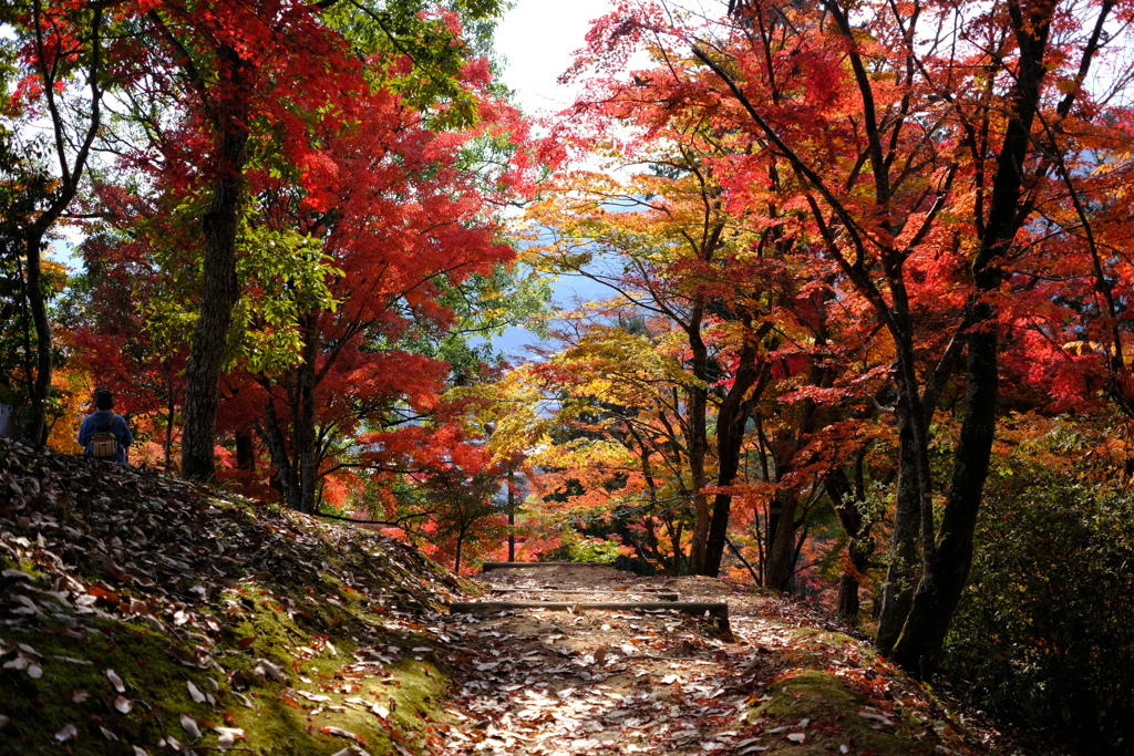 油絵「紅葉」