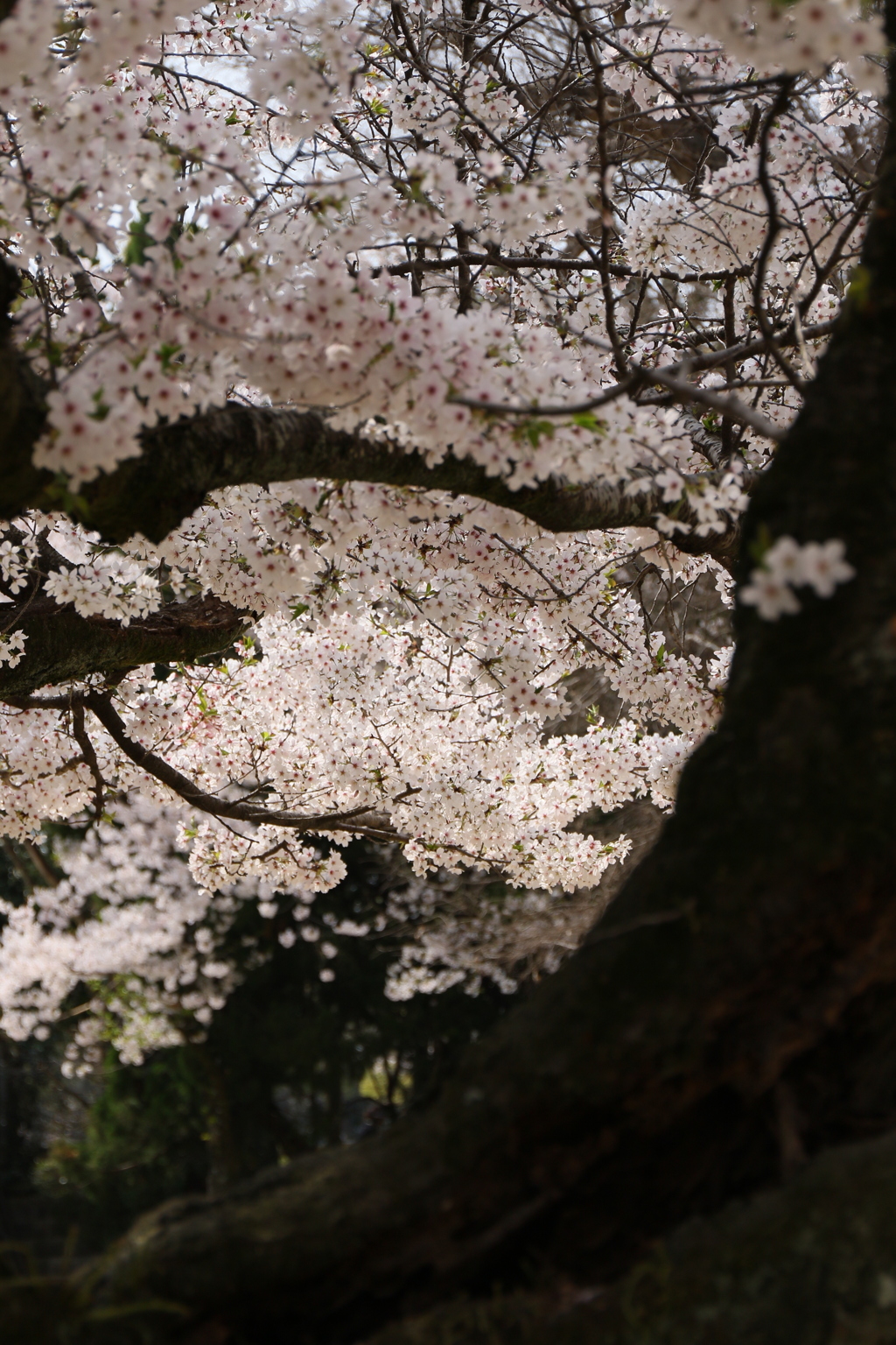 桜を照らす明り