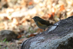 たぶんルリビタキ♀