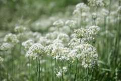 野に咲く花の様に