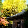 大銀杏