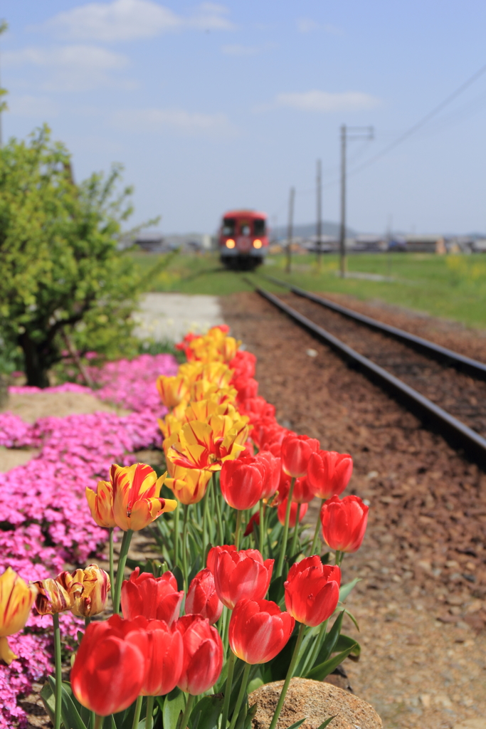 チューリップと北条鉄道
