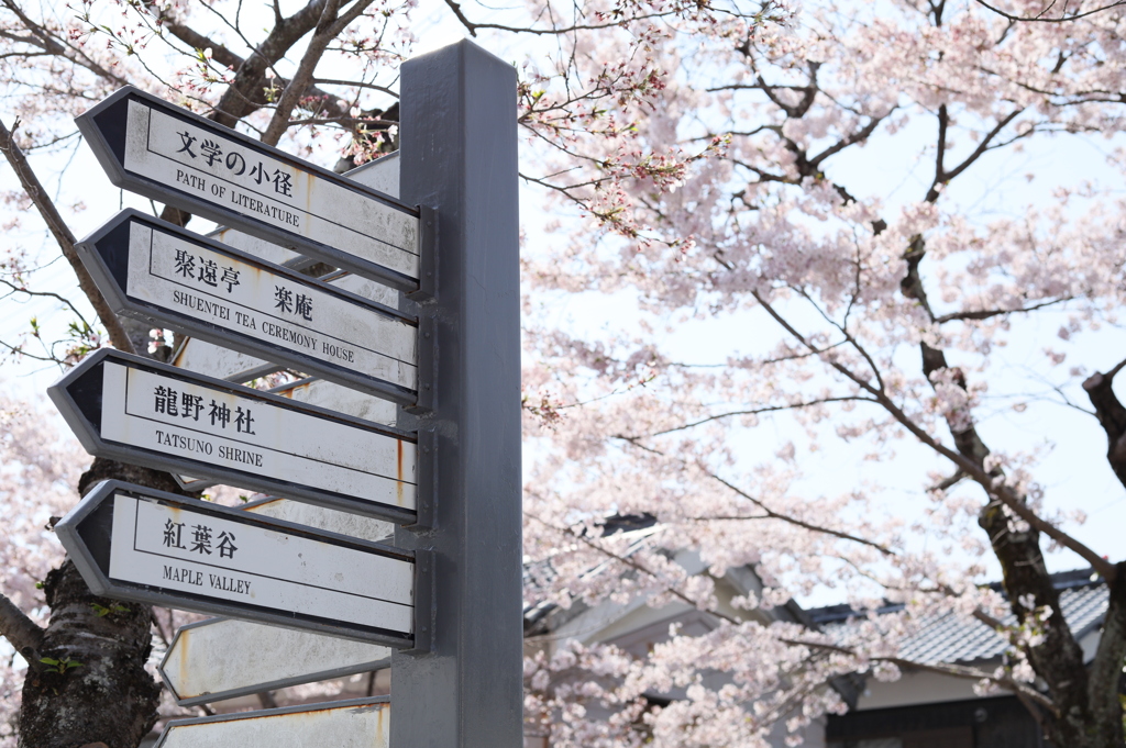 たつの桜めぐり