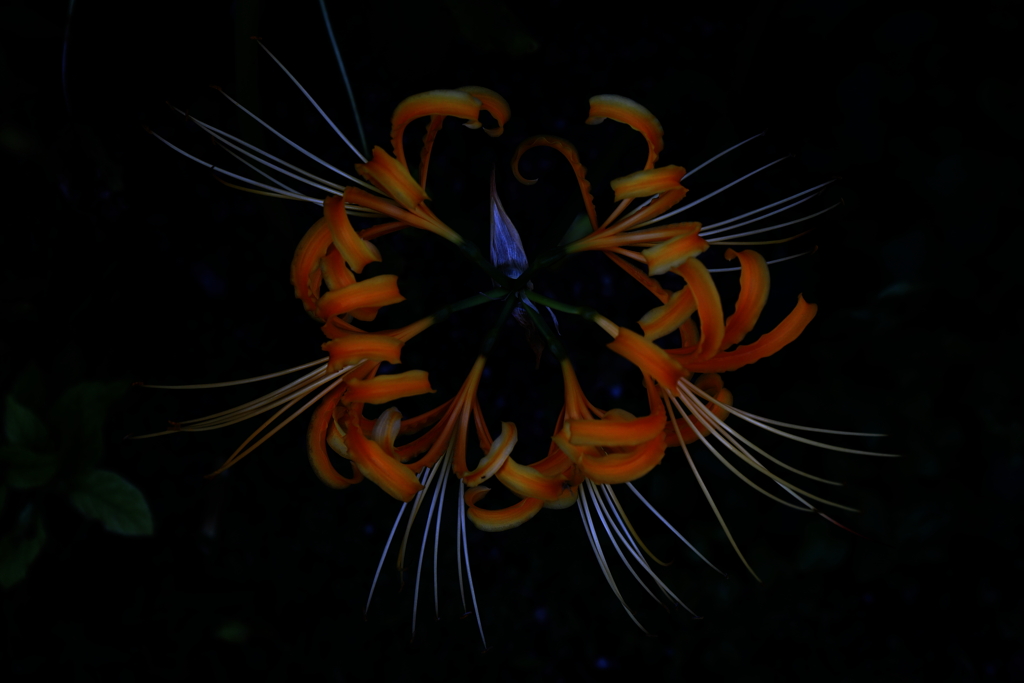 怪しげの花