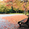 落葉とベンチ