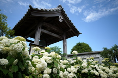紫陽花の咲くお寺