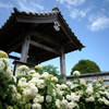 紫陽花の咲くお寺