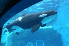 海の王者！