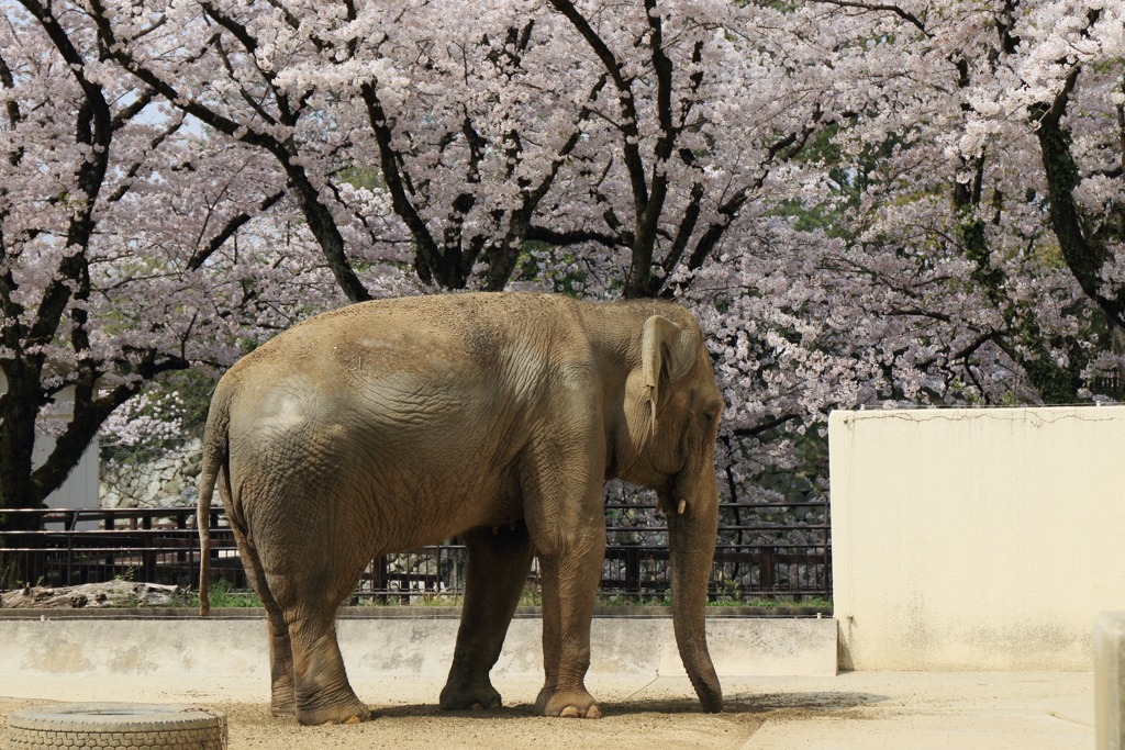 姫子と満開の桜