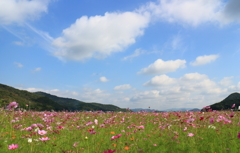 秋空とコスモス