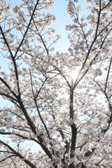 桜と希望の光