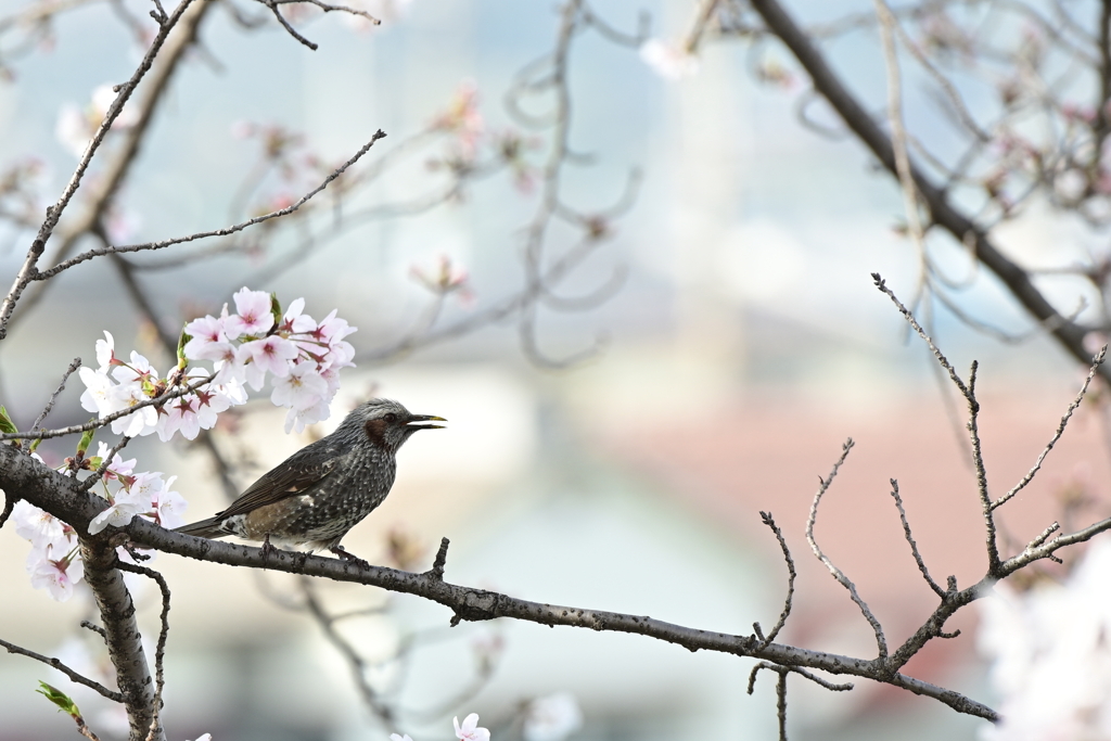 桜とヒヨドリ