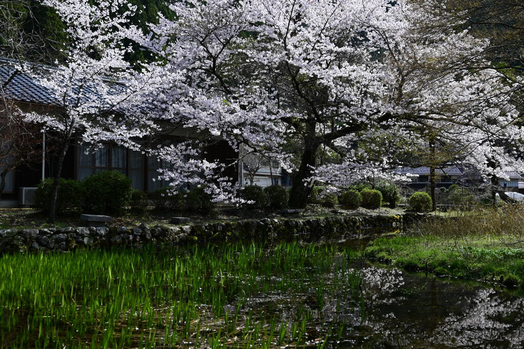 池と桜と