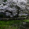 池と桜と