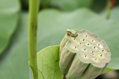 どの花にしようかな～