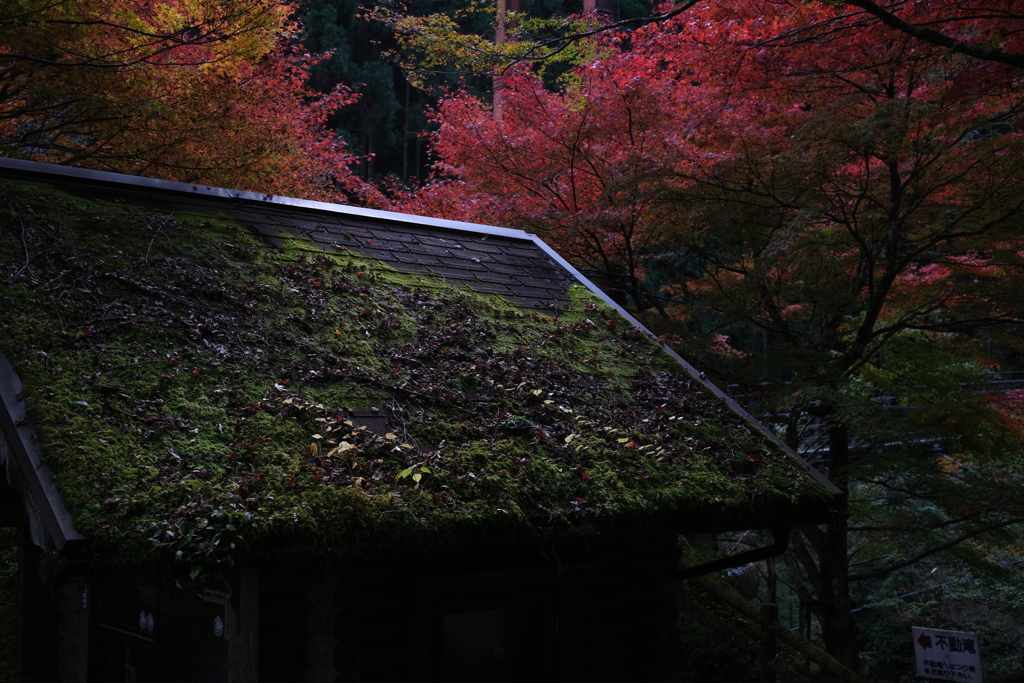 苔むす屋根と紅葉