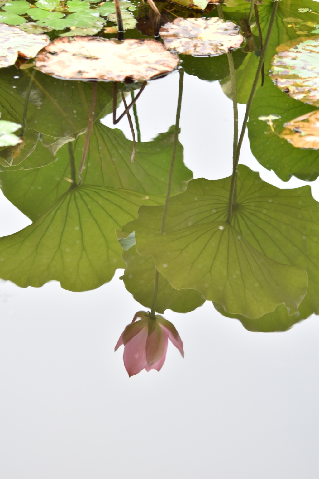 水蓮華