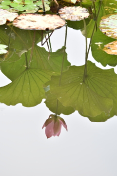 水蓮華