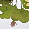 水蓮華