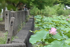 蓮3