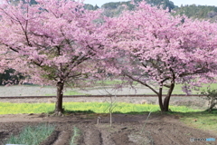 2年振りの菜の花と河津桜