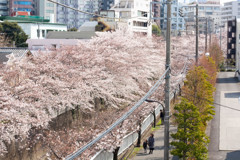 都内のさくら道