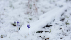 雪化粧