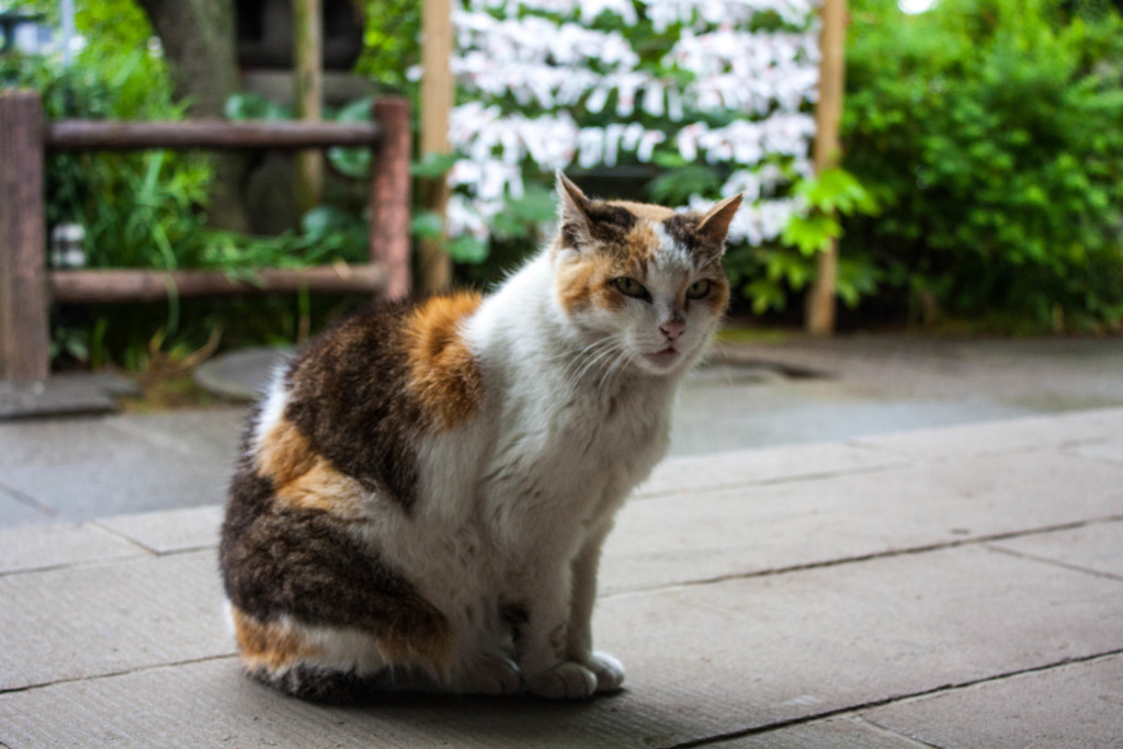 神社ねこ