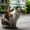 神社ねこ