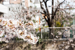 桜
