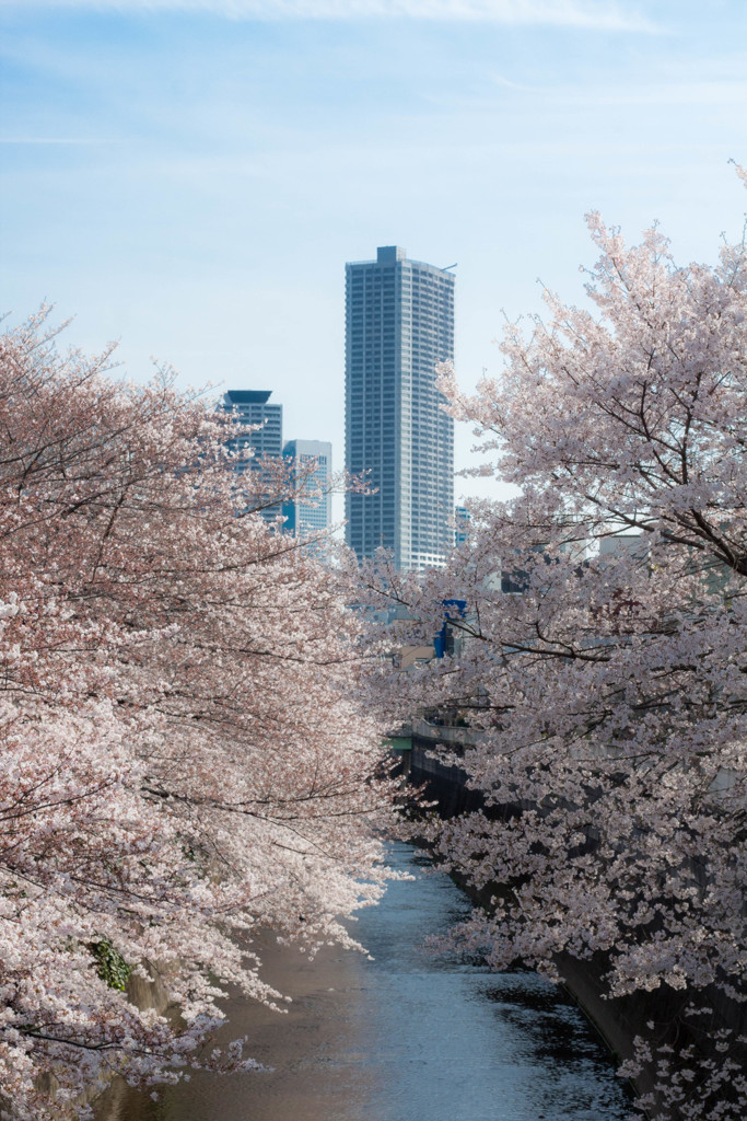 ビルと桜