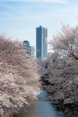 ビルと桜
