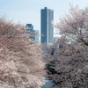 ビルと桜