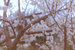 梅の花