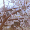 梅の花