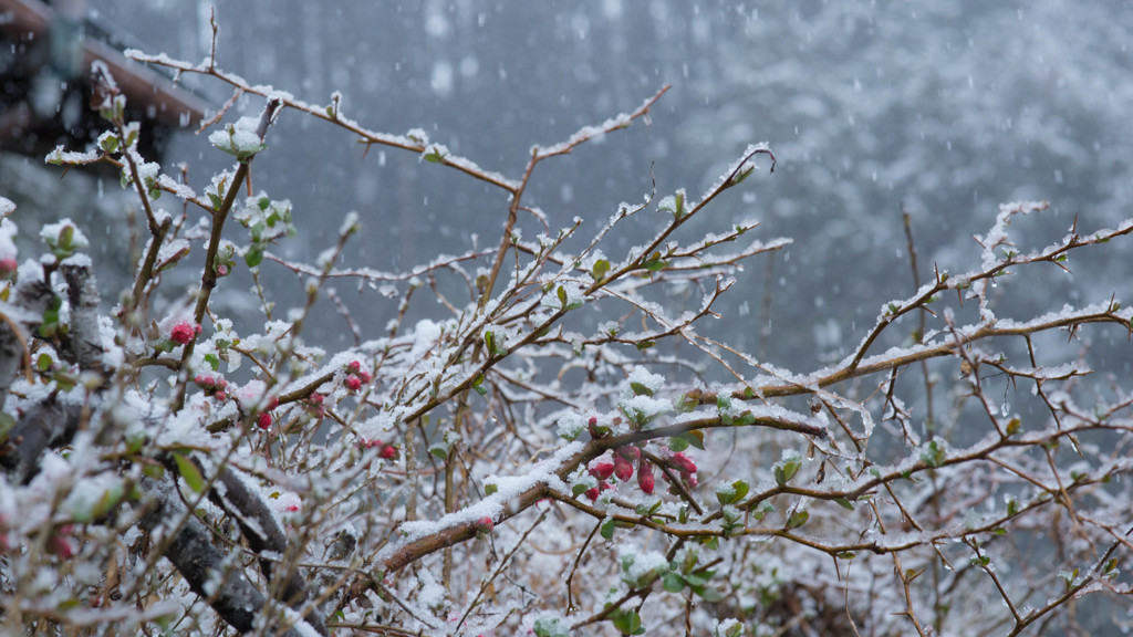 春の雪