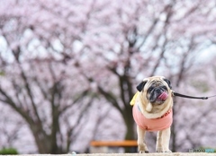 花見にお散歩