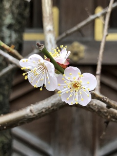 湯島天神