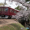 桜とマルーンカラー