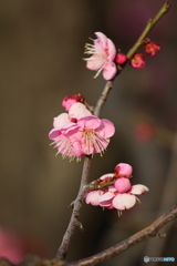 大阪城公園　梅②