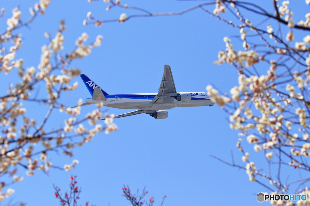 春を感じて（B777-200②）