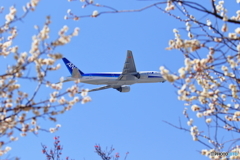 春を感じて（B777-200②）