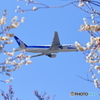 春を感じて（B777-200②）