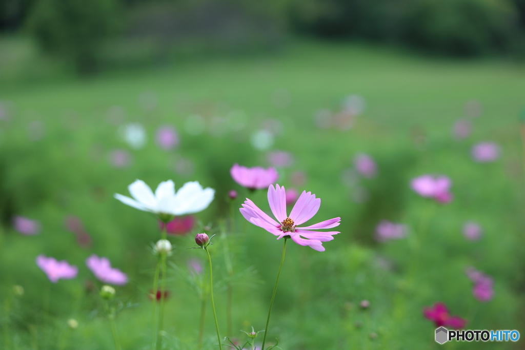 秋桜の咲くころ