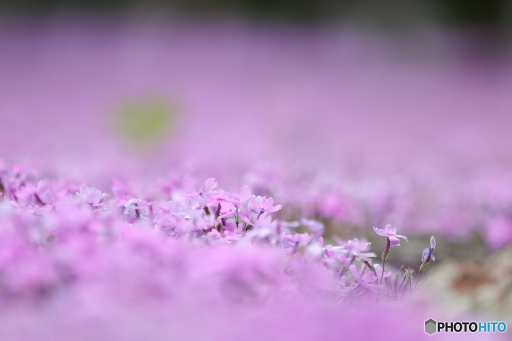 芝桜