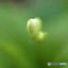 つぼみ