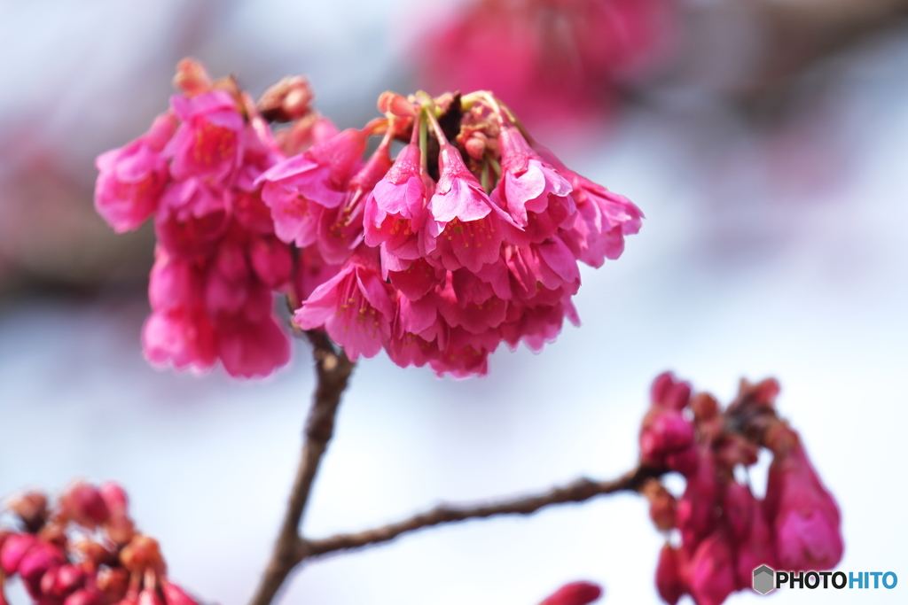 緋寒桜