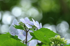 緑の中の紫陽花